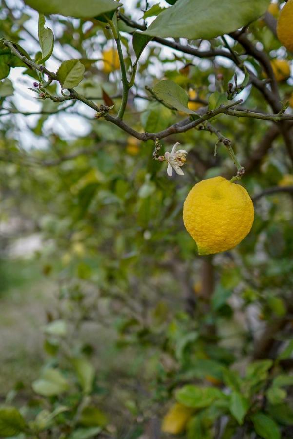 ホテル Grape Datca Kızlanköy エクステリア 写真