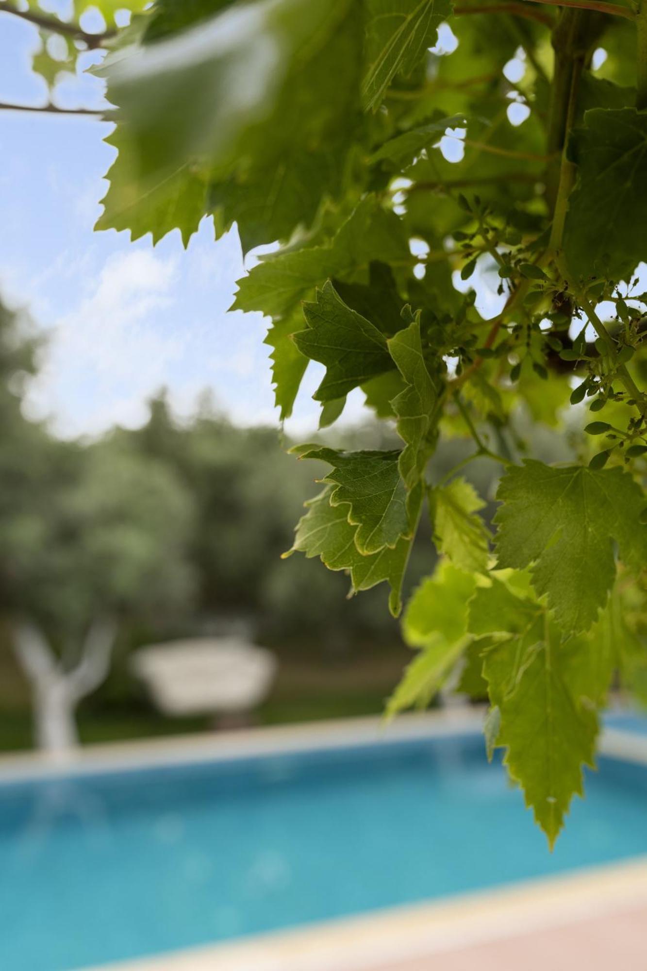 ホテル Grape Datca Kızlanköy エクステリア 写真