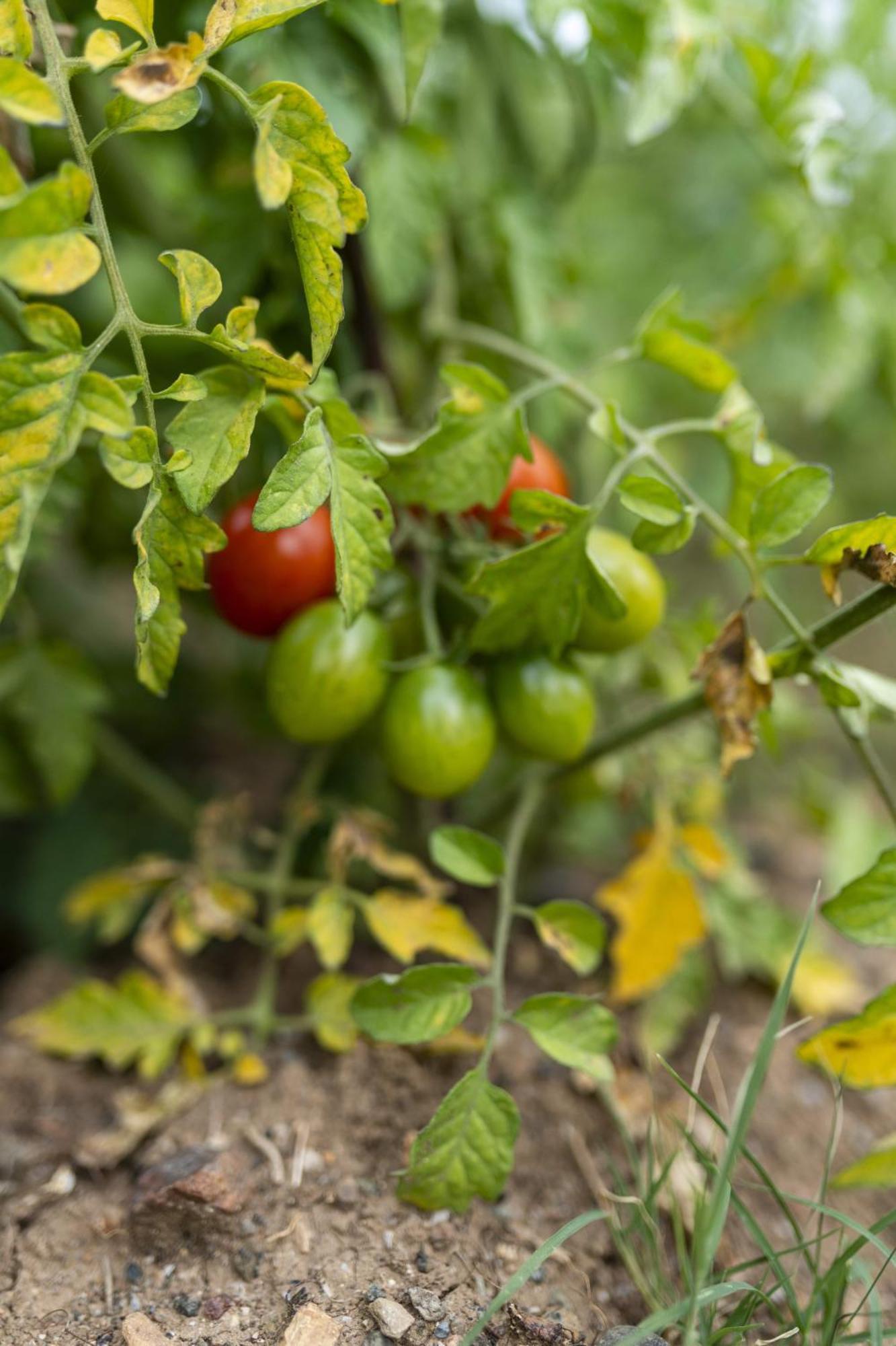 ホテル Grape Datca Kızlanköy エクステリア 写真
